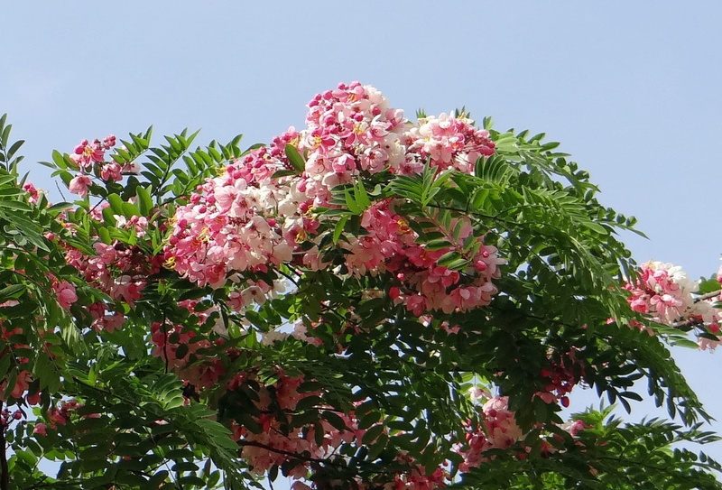 outdoors, java cassia, Cassia Javanica, close-up, fragility, cassia, flora, javanica, bangalore, rainbow shower tree, beauty in nature, botanical garden