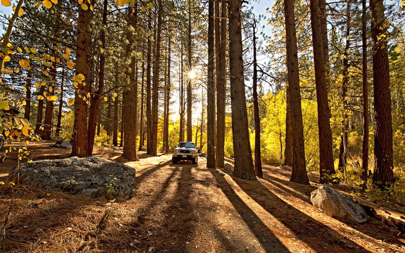 trees, trucks, redwood, sunlight, toyota, tacoma, 1080P, forest