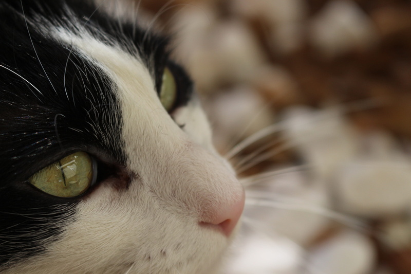 animal nose, eye, focus, animal body part, feline, portrait, domestic, beauty, fur, looking, close-up, Sowers, Cat, animal themes, domestic Cat, vision