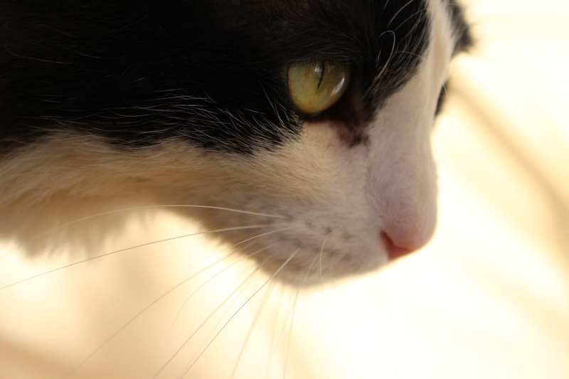 deep, looking, tom, indoors, animal head, animal body part, sowers, Hunting, domestic animals, feline, vertebrate, hunting, domestic cat, pets, animal themes