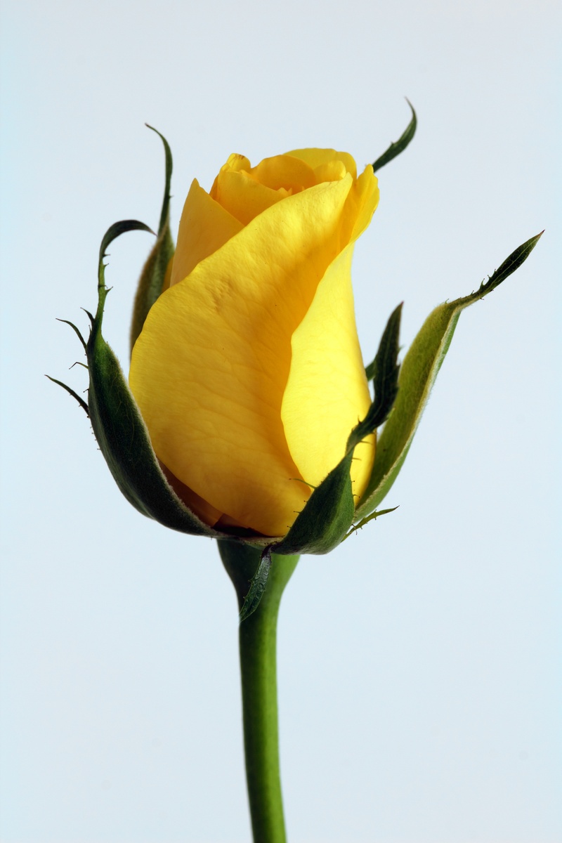 vintage, flower background, rose, spring flower, freshness, spring, outdoors, flower Head, blossom, growth, wedding flowers, springtime, yellow, decoration