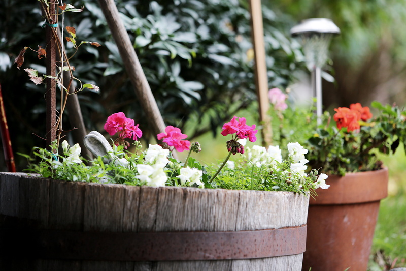 flowerpot, leaf, colorful, beauty in nature, botanical, no people, gardening, flower head, season, freshness, decorative, wood - material, blooming, leaves