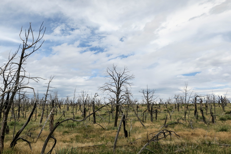 scenics - nature, dead plant, growth, united states, vacation, field, remote, dead tree, no people, hiking, 4K, environment, land, trees, tranquil scene