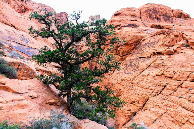canyon, natural, structure, arid climate, travel destinations, usa, sedimentary, colorado, geological, non-urban scene, wall, plant, rock, physical geography