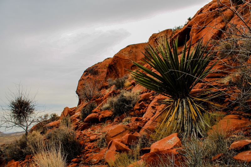 formation, rock formation, beauty in nature, desert, scenic, day, national, sedimentary, eroded, plant, navajo, non-urban scene, rock, geological, plateau