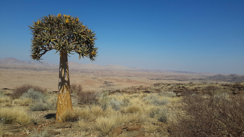semi-arid, non-urban scene, dry, quiver tree, africa, kokerboom, clear sky, tranquil scene, travel, arid climate, day, beauty in nature, natural, sightseeing