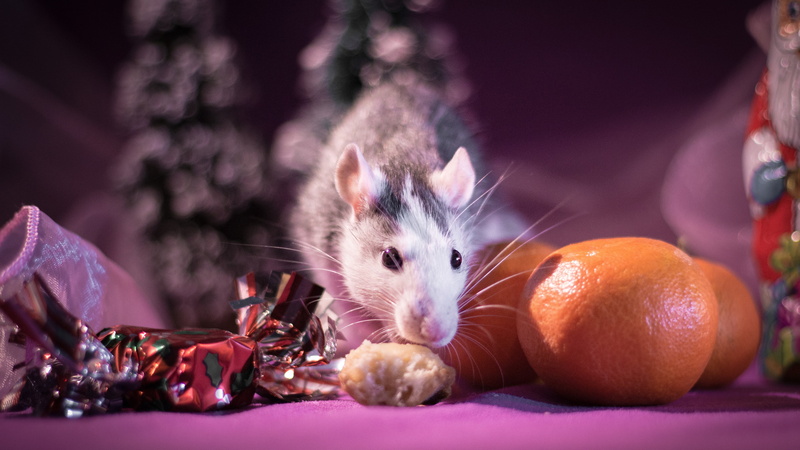 food, holiday, New year, symbol of the year, fruit, Two thousand twenty, New 2020, look, motley, animal, the year of the mouse, treat, wrapper, light, rodent
