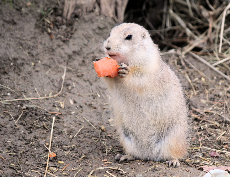 rat, no people, 4K, day, outdoors, animal wildlife, beak, domestic, brno, carot, one animal, beaver, mammal, czech republic, land, strawberry, pets, zoo