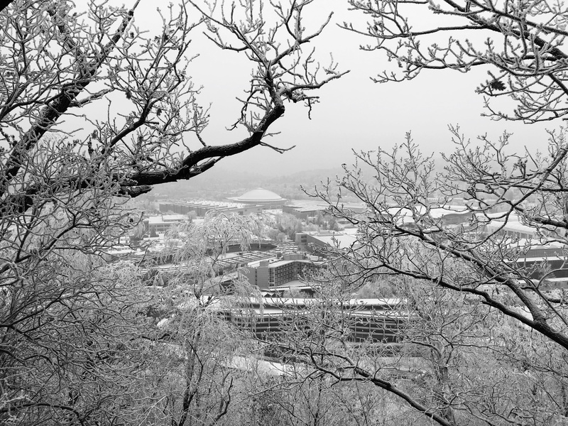 black and white, bare tree, plant, building exterior, day, building, beauty in nature, Brno, outdoors, branch, tree, no people, snow, cold temperature