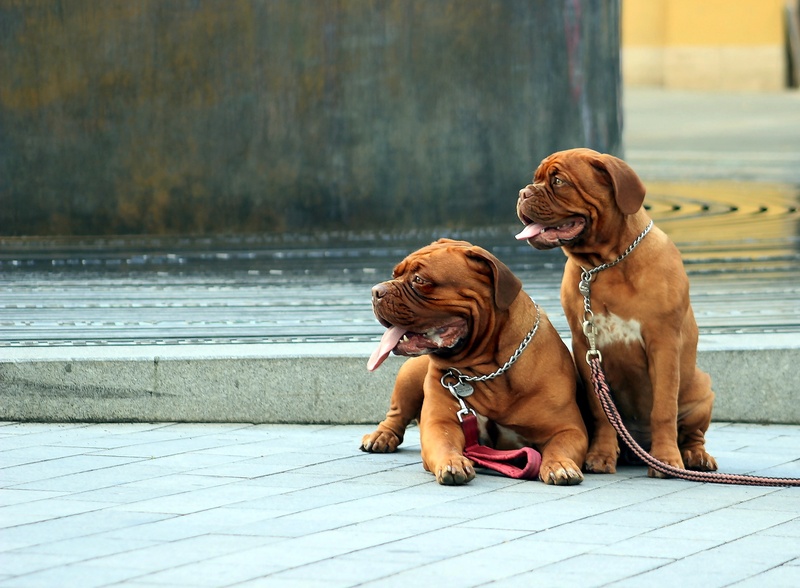pet leash, water, day, pet collar, sitting, vertebrate, mammal, leash, puppies, puppy, floor, canine, adult, two, small, dogue de bordeaux, head, moloss