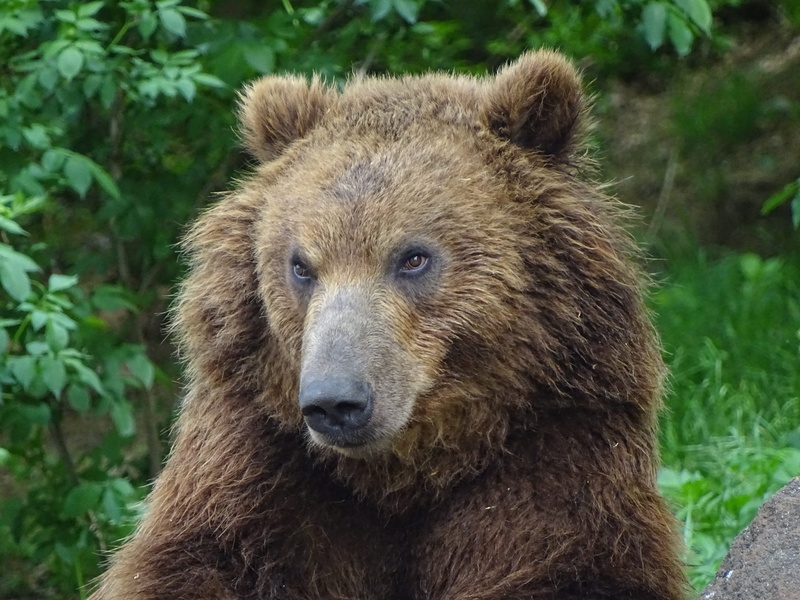 nature, tree, looking at camera, close-up, bear kamchatka, plant, animal wildlife, mammal, animal themes, one animal, day, beast, animals in the wild, 5K