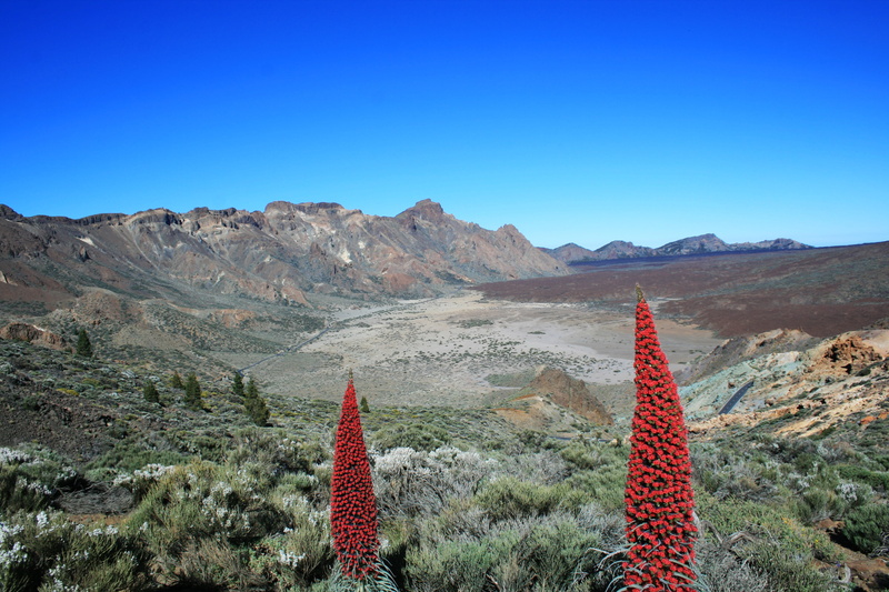 travel Locations, beauty in nature, Tenerife, arid Climate, copy space, cactus, travel destinations, environment, travel, no People, national park teide