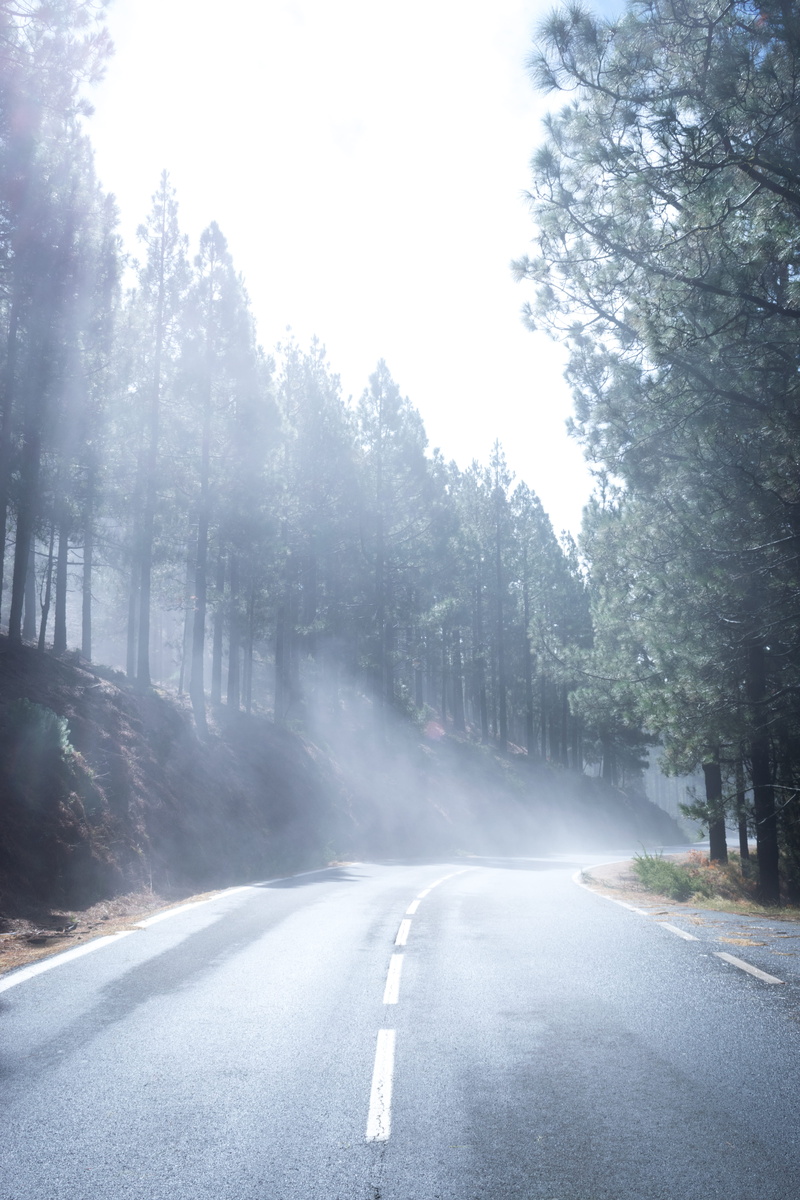 beauty in nature, asphalt, nature, silent, parque nacional el teide, tarmac, no people, weather, forest, direction, fog, road marking, tree, way, spain