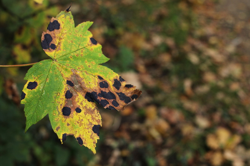 forest, outdoors, focus on foreground, growth, dry, black, tar stains, change, leaf, pest, no people, natural condition, maple, maple wrinkle scab, beauty in nature