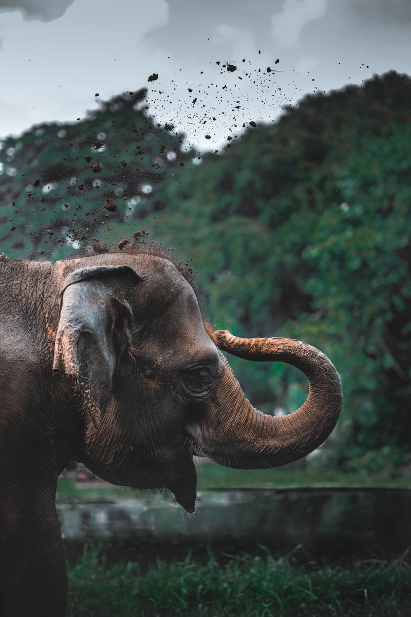 wallpapers, vegetation, bush, no people, water, elephant, vehicle, field, 5K, nature, focus on foreground, animal themes, wildlife, beak, animal head