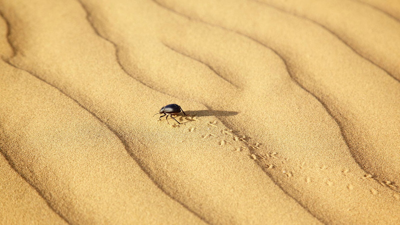 India, Rajasthan, beetle, 1080P, scarab, Tar, desert