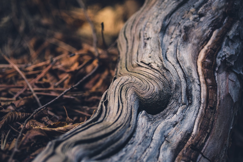 growth, plant, roots, forest, rough, rock, land, day, tree, outdoors, no people, natural pattern, root, wood - material, nature, mud, soil, bark, king snake