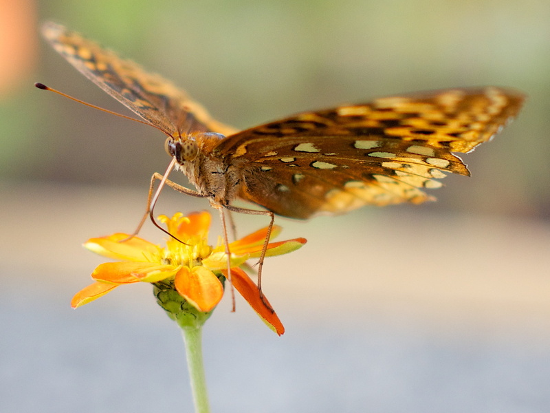 beige, flower, summer, orange, 1080P, Butterfly, Macro, brown, petaled, yellow, closeup photography, beauty In Nature, close-up, insect, animal, closeup