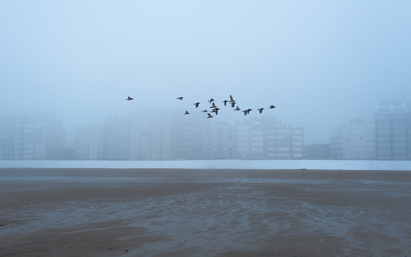 bird, flock of birds, building, large group of animals, no people, animals in the wild, mist, seagull, sea, birds, animal, group of animals, animal themes
