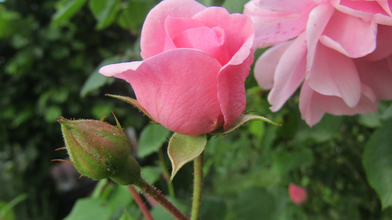 season, freshness, rose, petal, fragility, outdoors, happy, desing, flowering plant, spring, no people, greeting, day, inflorescence, beauty in nature