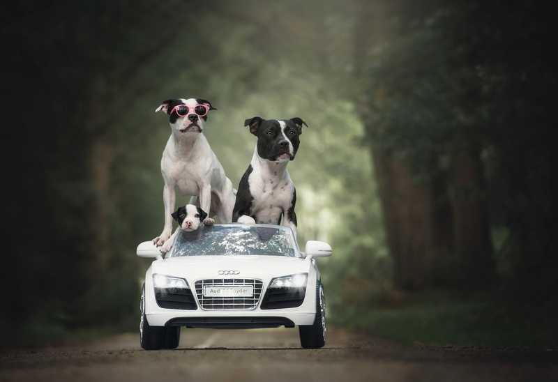 glasses, riding, go, auto, puppy, car, family, sunglasses, trees, journey, summer, three, American pit bull Terrier, 1080P, trio, open top, mom, trip