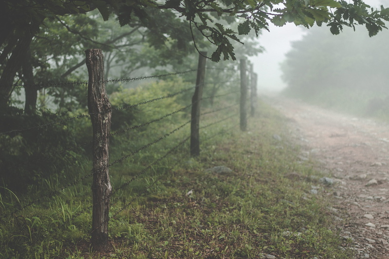 footpath, nature, eerie, cloud, freshness, forest, trees, day, moody, woodland, russium, branch, stone, horror, tranquil Scene, environment, scenics, dawn