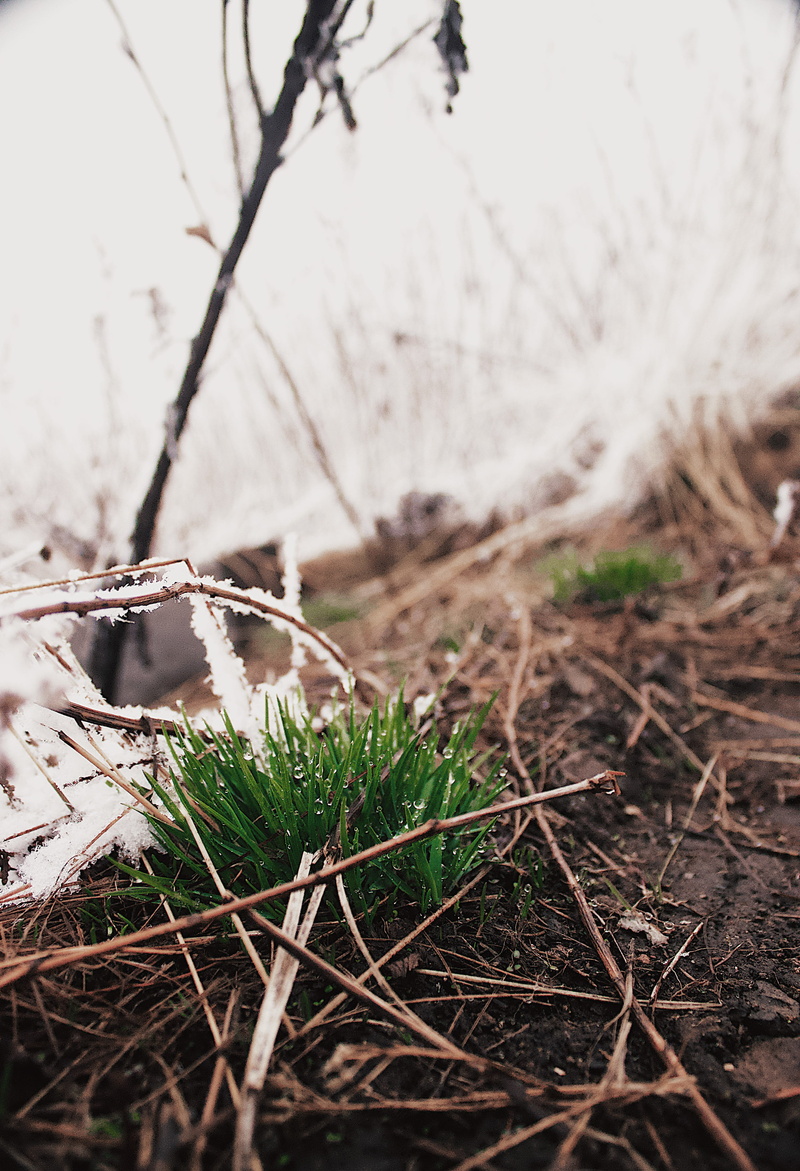 growth, dirt, dry, leaf, twig, pavelanoshinphoto, april, plant, branch, wood - material, tranquility, field, mountain, spring, snow, grass, fog, selective focus