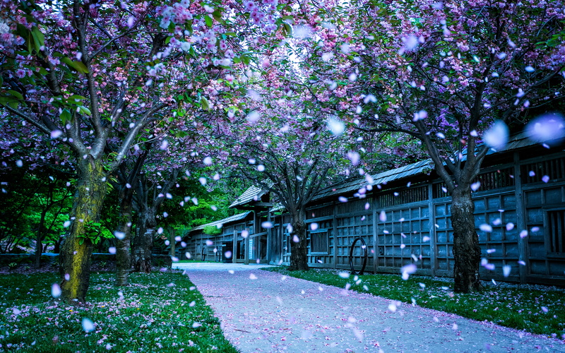 park, blossom, mississauga, kariya, cherry, canada, 2K