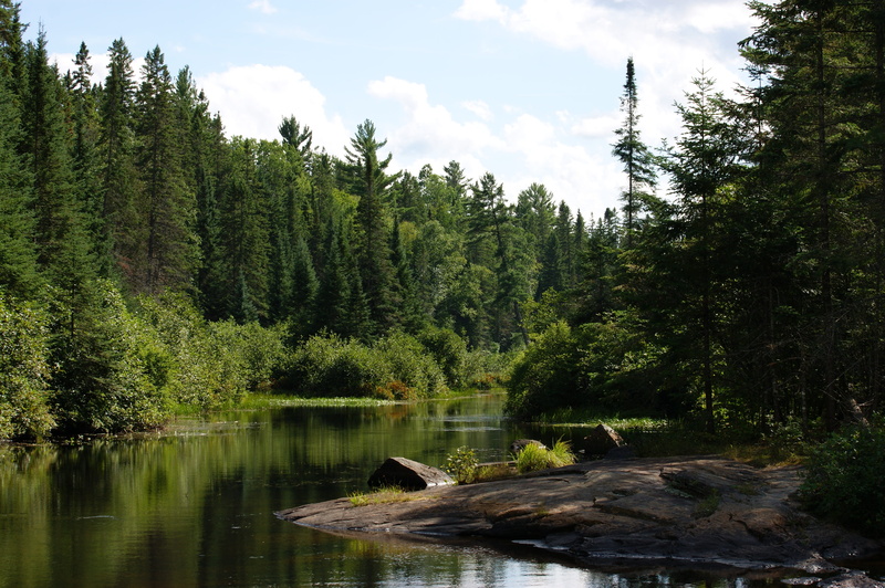 forest, tree, 4K, water, trees, day, sky, scenics - nature, tranquil scene, lake, ontario, growth, tranquility, nature, green color, madawaska river, cloud - sky