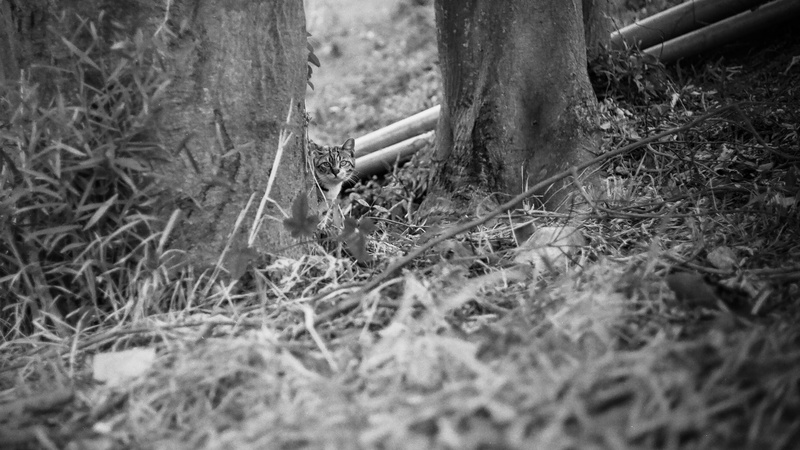 lawn, wood, human body part, one person, lovely, land, black and white, cat mia, field, environment, holding, soil, 4K, real people, season, selective focus