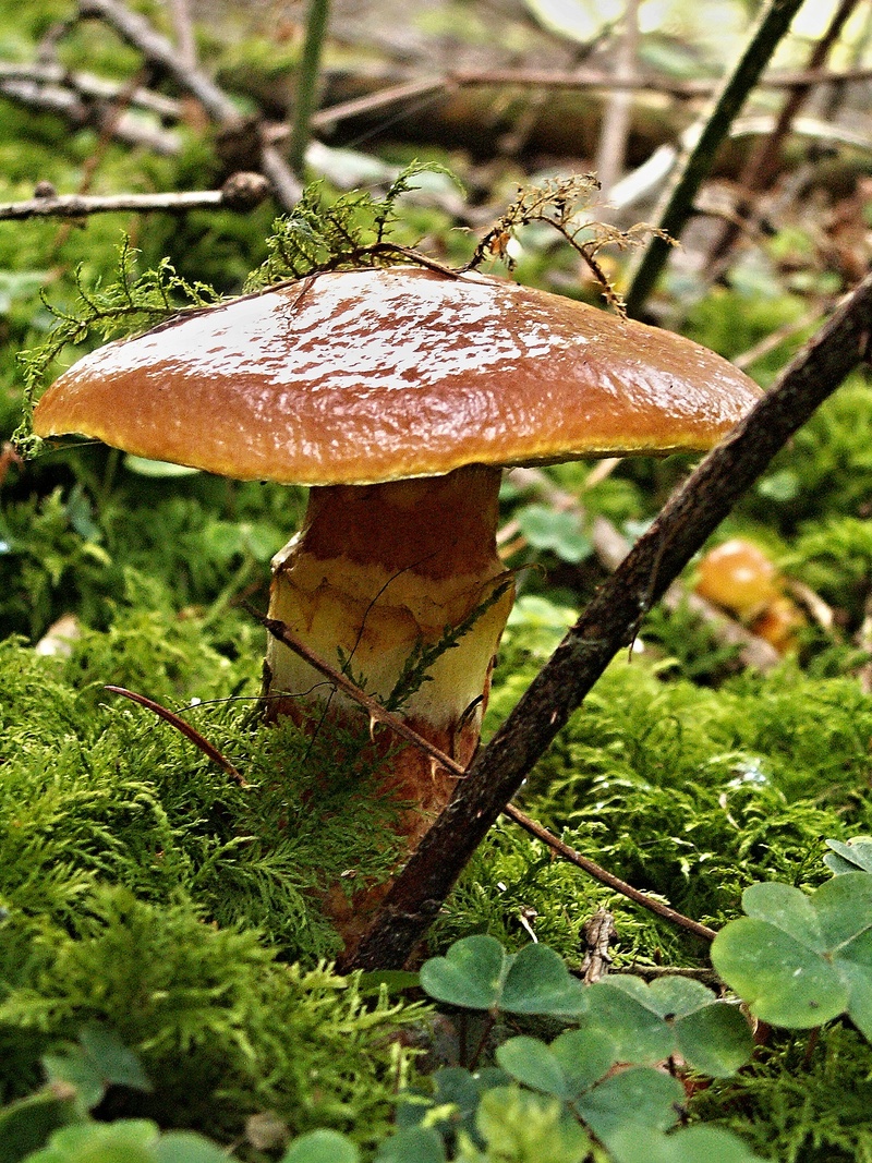 season, moss, plant, plant part, beauty in nature, 1080P, vegetable, cap, day, leaf, talc dapper, close-up, forest, toadstool, food, dew, mushroom, autumn