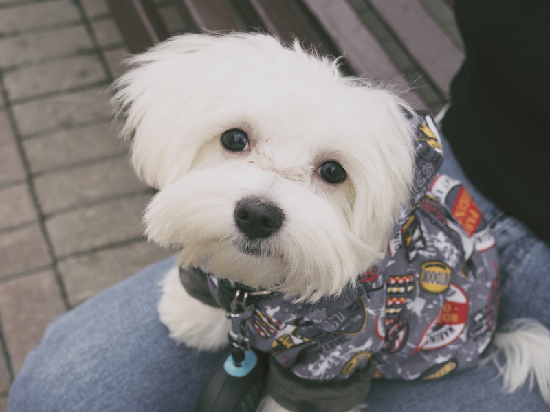 fur, domestic, vertebrate, mammal, high angle view, downy, one animal, white color, sit, adorable, domestic animals, long, canine, pet owner, cot, pets