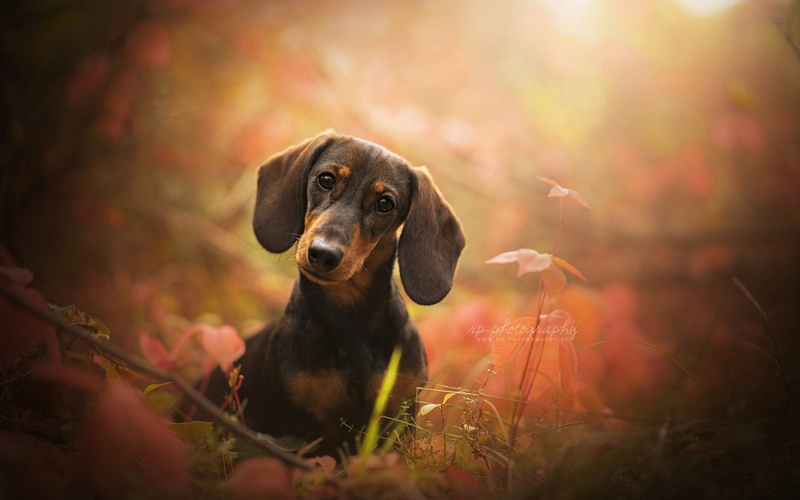 1080P, Dogs, Dachshund