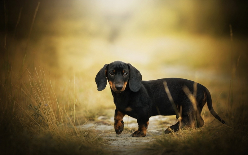 1080P, Dachshund, Dogs, Dog