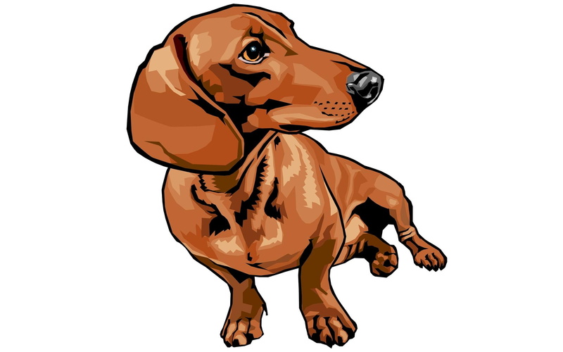 dogs, 1080P, drawing, dachshund, cute, animals