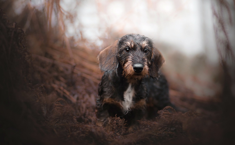 looking at camera, vertebrate, pets, outdoors, tree, one animal, selective focus, mammal, dachshund, day, dog, nature, 2K, land, animal themes, forest