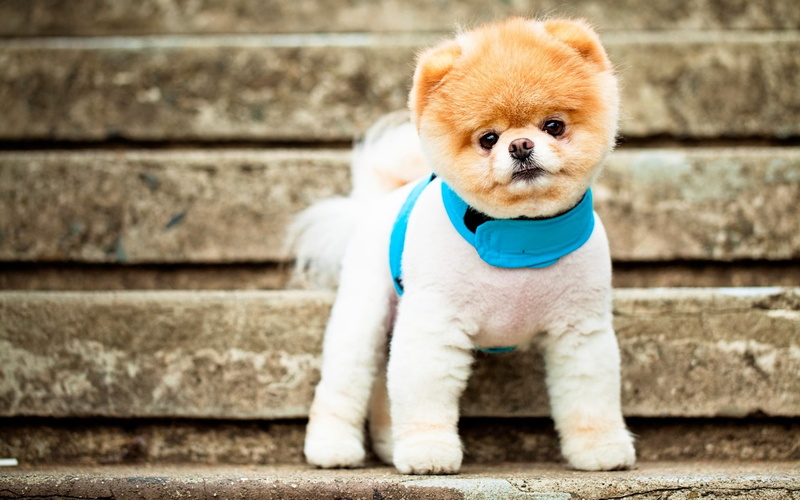 pomeranian, funny, 1080P, pomeranian dog, puppy