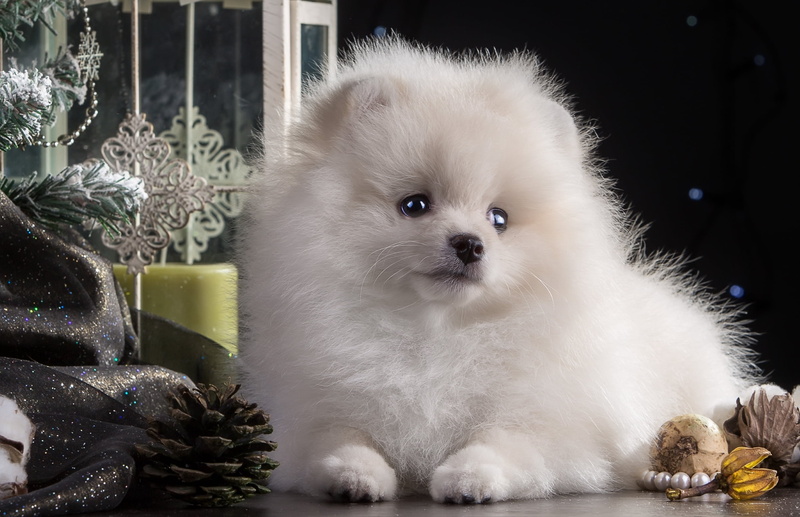 small, grooming, fun, looking away, no people, puppy, domestic Animals, animal themes, happiness, vertebrate, dog, mammal, fluffy, brown, fur, spitz-Type Dog