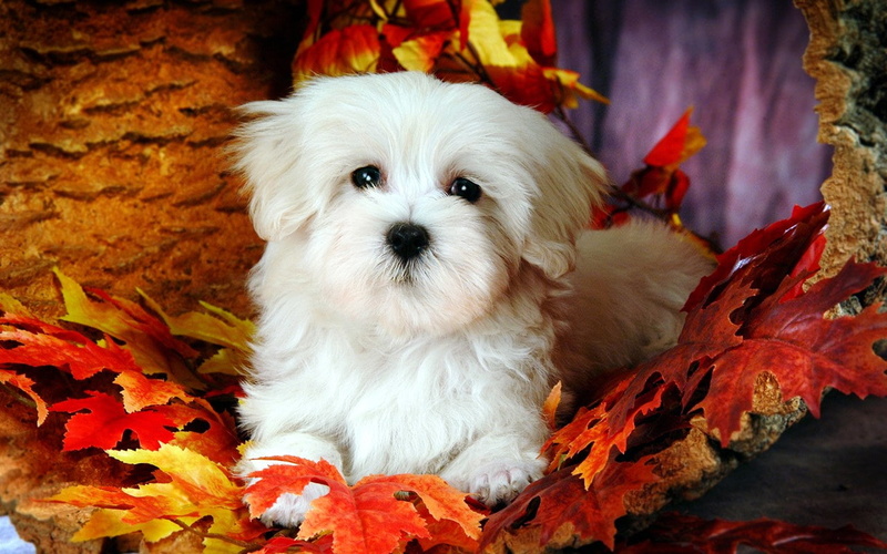 white, cute, maltese, 720P, puppies, dog