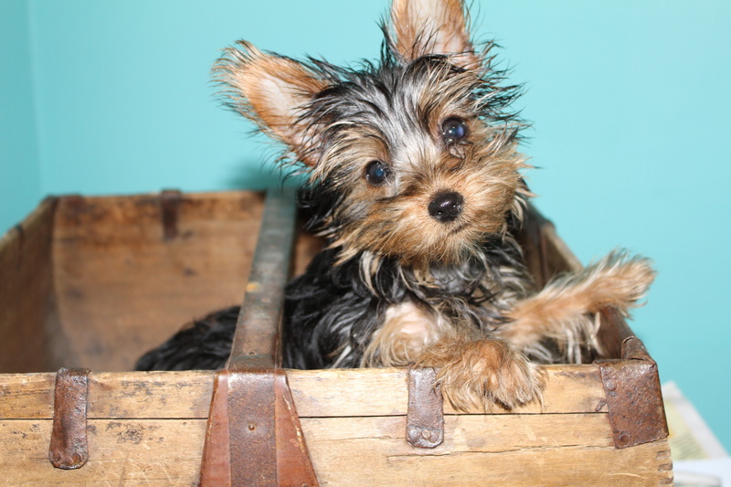 indoors, adorable, portrait, animal hair, hair, one animal, domestic, terrier, canine, vertebrate, small, 2K, pets, yorkshire, yorkshire terrier, puppy
