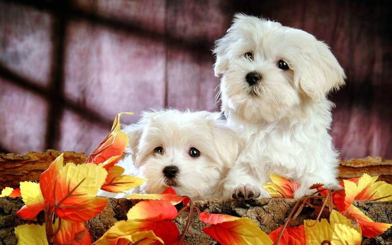 2K, Bichon, Frise