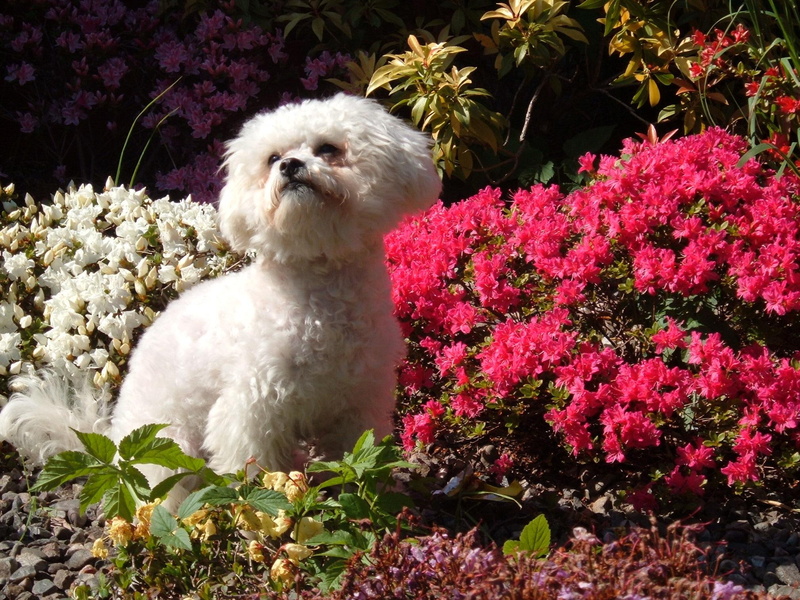 animals, flowers, bichon, angel, 1080P, summer, bichon frise