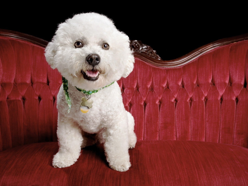 bichon, animals, frise, dogs, 720P
