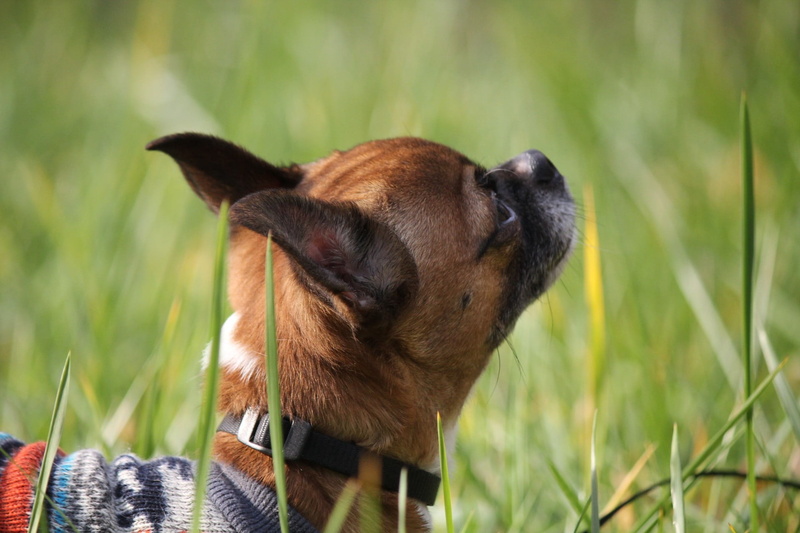 adult, white, nature, domestic animals, chihuahua, dog, focus on foreground, no people, domestic, vertebrate, day, smooth, grass, pets, animal head, one animal