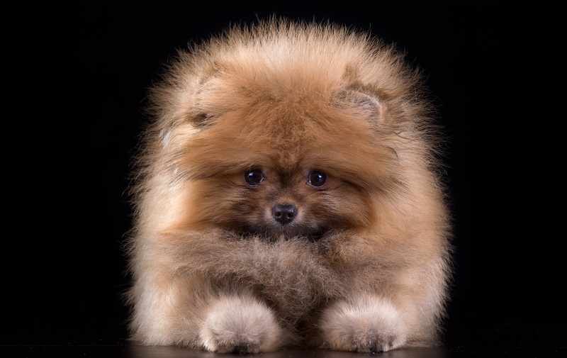 tan, fluffy, cute, puppy, 4K, pomeranian, wool, Spitz, adult