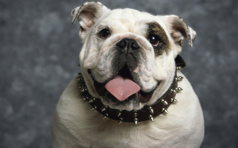 bulldog, english, 1080P