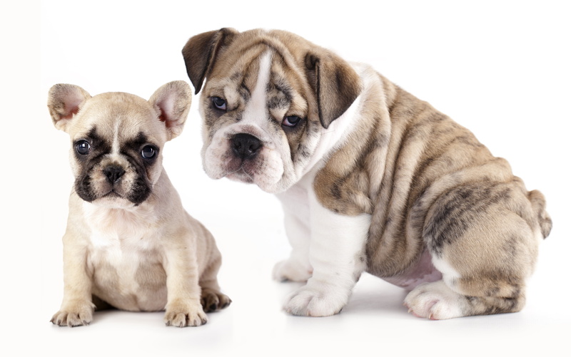 white, French bulldog, animal family, no people, studio shot, puppy, canine, young animal, cut out, brown, vertebrate, the bulldogs, animal, puppoes, group of animals