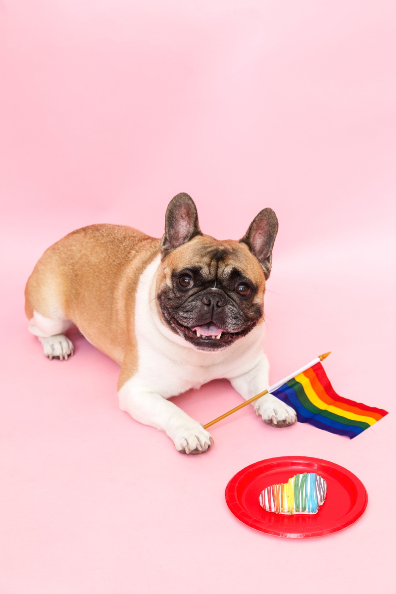 Emotion, Funny, canine, colored background, studio shot, cute, pink color, domestic animals, animal, portrait, Colourful, mammal, photo, Fun, Celebrate
