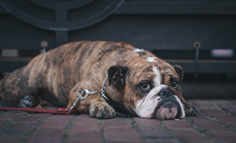 cute, domestic Animals, bulldog, animal head, focus on foreground, portrait, lying Down, vertebrate, day, lying, friendship, canine, young Animal, no people