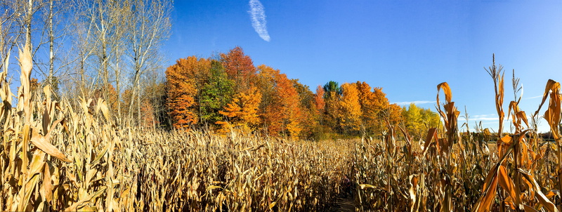 autumn, beauty in nature, blue, change, environment, blue sky, 4K, new era, tranquil scene, plant part, plant, tranquility, growth, landscape, united states